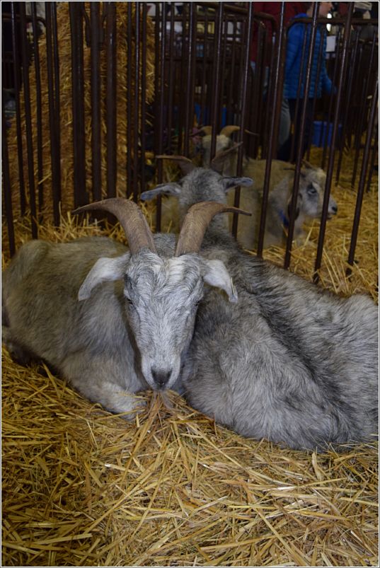 Cashmere goat from Our Rocking H Ranch, Woodburn, Oregon. Photo: Peggy Lundquist.